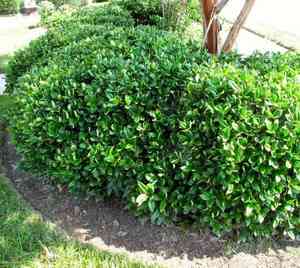 Chinese holly(Ilex cornuta)