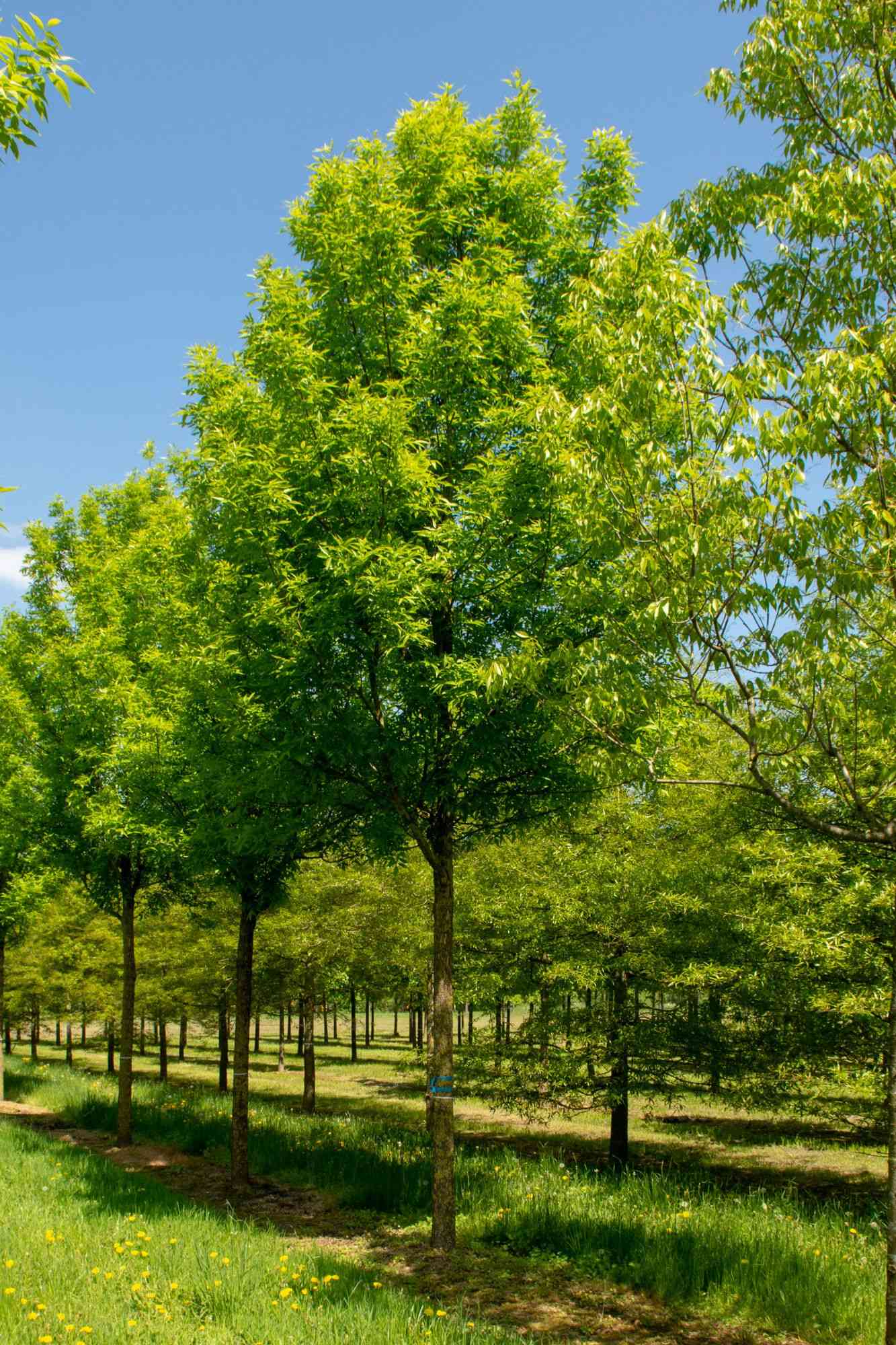 Green ash(Fraxinus pennsylvanica)