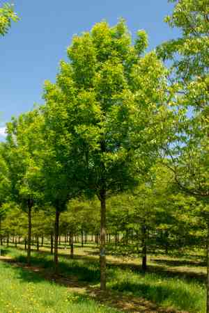 Green ash(Fraxinus pennsylvanica)