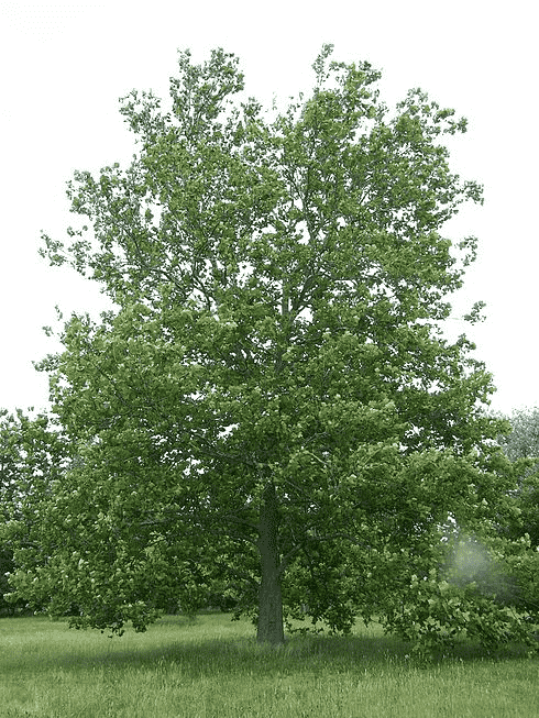 American sycamore(Platanus occidentalis)