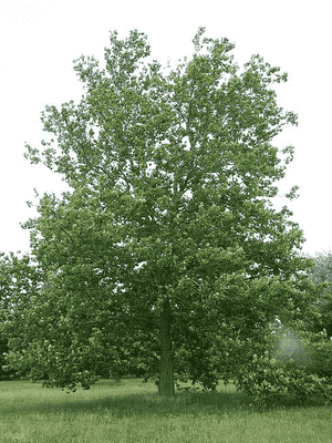 American sycamore(Platanus occidentalis)