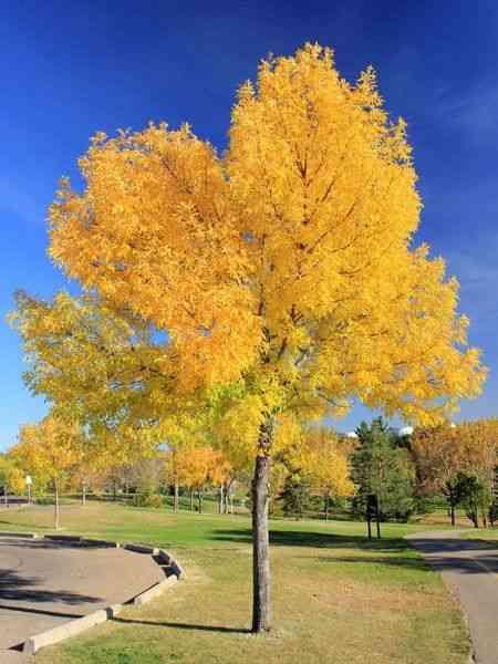 Green ash(Fraxinus pennsylvanica)