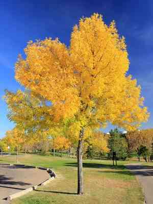 Green ash(Fraxinus pennsylvanica)