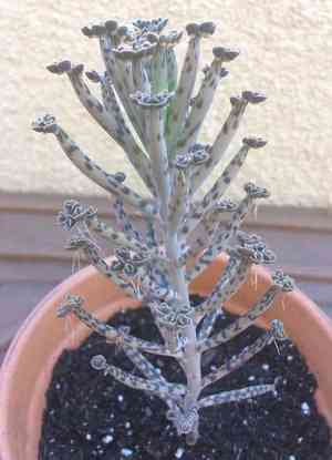 Chandelier plant(Kalanchoe delagoensis)
