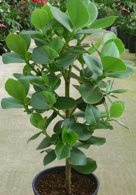 Autograph tree (Clusia rosea) Care Guide: Pests, Diseases, Watering ...