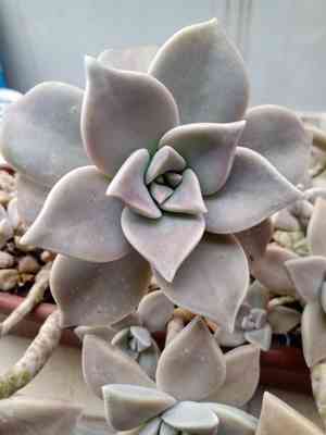 Ghost plant(Graptopetalum paraguayense)