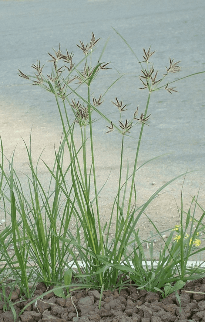 Nut grass