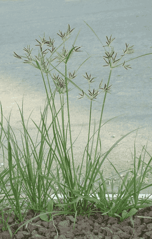 Nut grass(Cyperus rotundus)