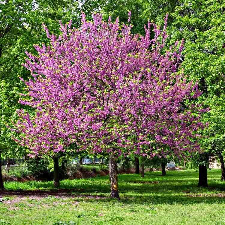Eastern redbud(Cercis canadensis)