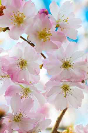 Winter-flowering cherry(Prunus subhirtella)