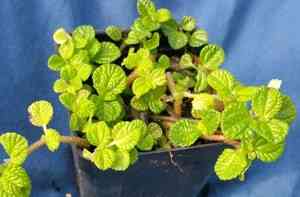 Creeping charlie(Pilea nummulariifolia)