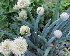 Welsh onion(Allium fistulosum)