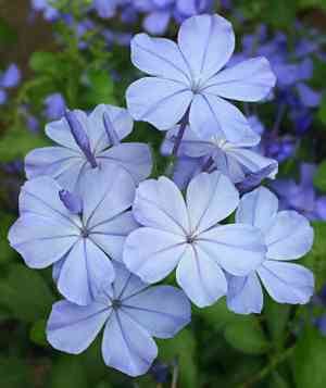 Cape leadwort(Plumbago auriculata)