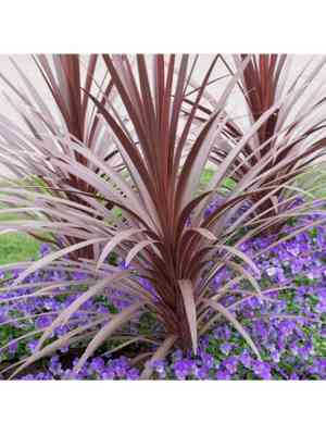 Cabbage tree(Cordyline australis)