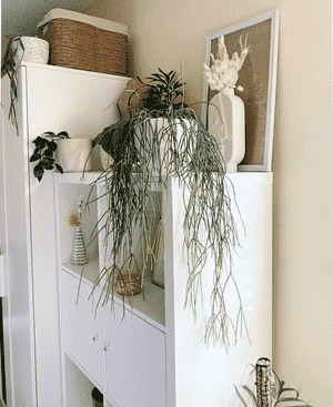 Mistletoe cactus(Rhipsalis baccifera)