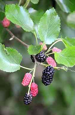 Red mulberry(Morus rubra)