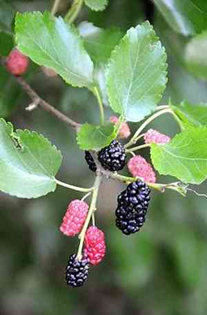 Red mulberry(Morus rubra)