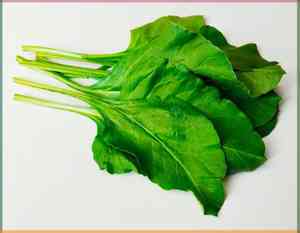 Spinach(Spinacia oleracea)