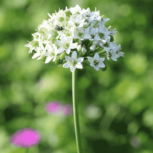 Garlic chives(Allium tuberosum)