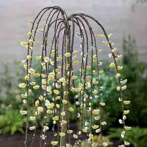 Goat willow(Salix caprea)