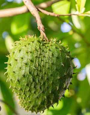 Soursop(Annona muricata)