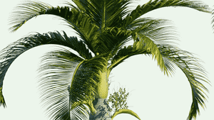 Bottle palm(Hyophorbe lagenicaulis)
