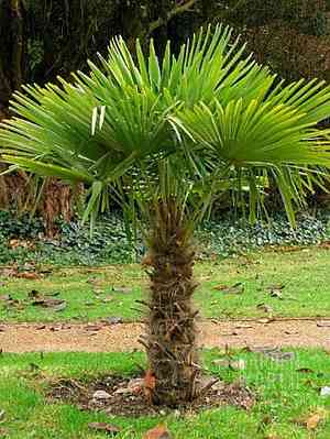 Windmill palm(Trachycarpus fortunei)