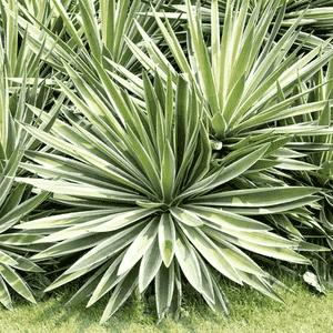 Sisal(Agave sisalana)