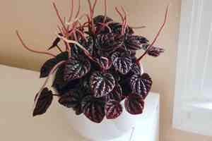 Emerald ripple peperomia(Peperomia caperata)