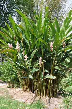 Alpinia zerumbet(Alpinia zerumbet)