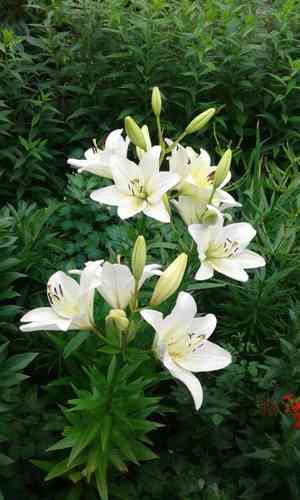 Madonna lily(Lilium candidum)