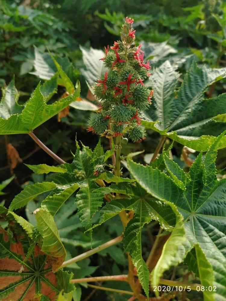 Castor bean(Ricinus communis)