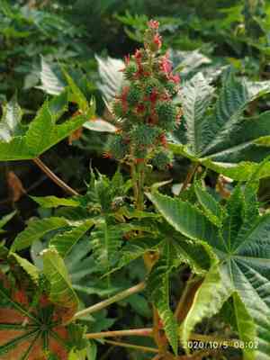 Castor bean(Ricinus communis)