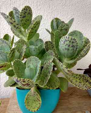 Penwiper plant(Kalanchoe marmorata)