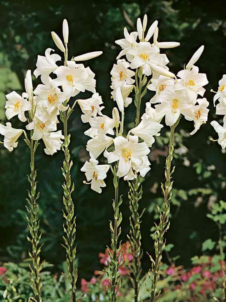 Madonna lily(Lilium candidum)
