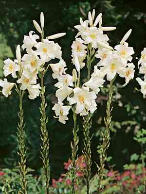 Madonna lily(Lilium candidum)