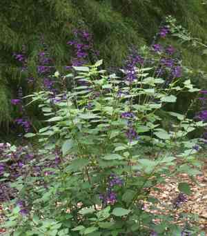 Salvia jordanii(Salvia jordanii)