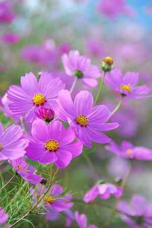Garden cosmos(Cosmos bipinnatus)