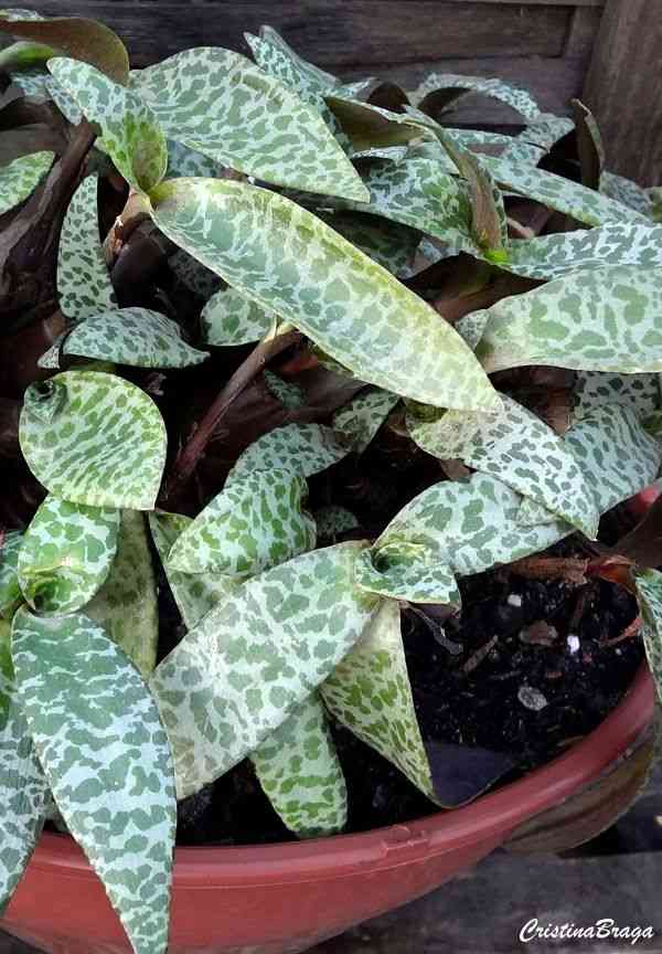 Silver squill(Ledebouria socialis)