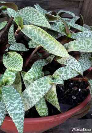 Silver squill(Ledebouria socialis)