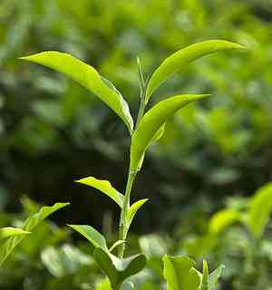 Tea(Camellia sinensis)