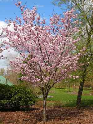 Prunus japonica(Prunus japonica)