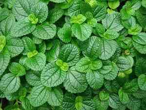 Creeping charlie(Pilea nummulariifolia)