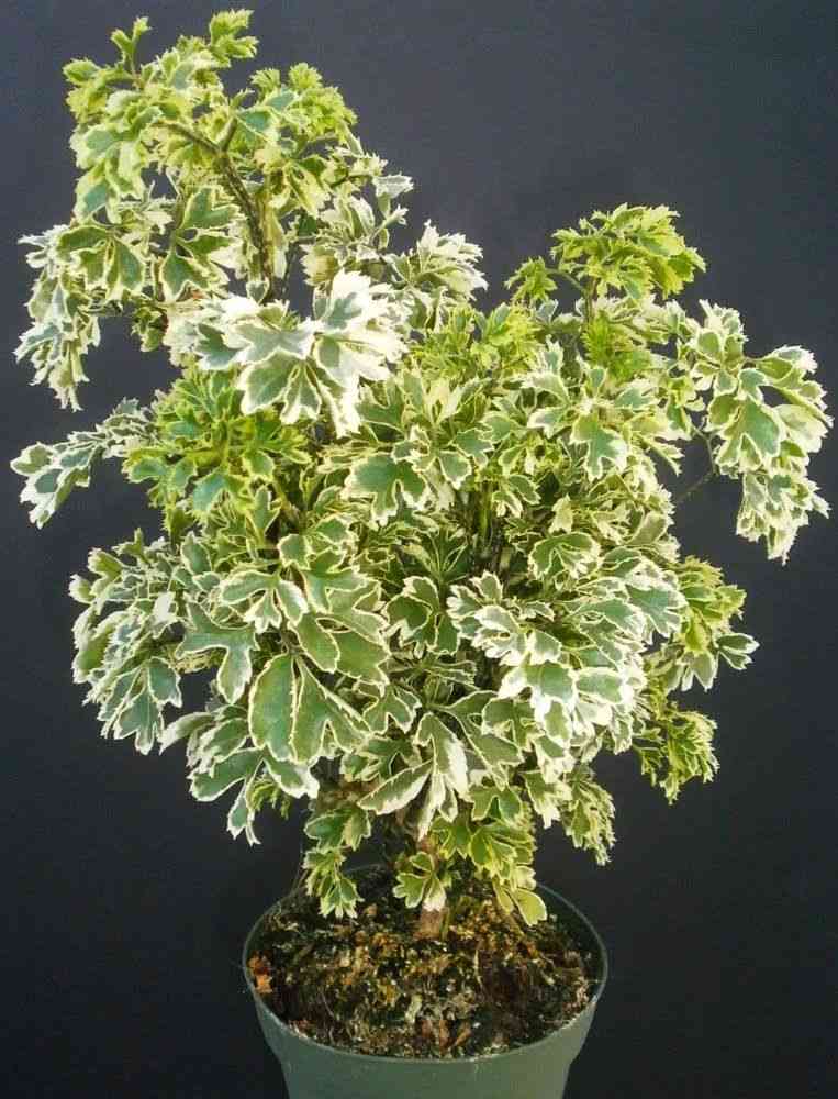 Ming aralia(Polyscias fruticosa)