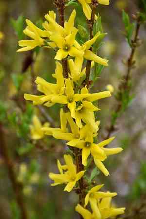 Greenstem forsythia(Forsythia viridissima)