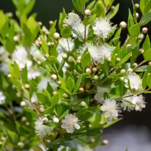 Common myrtle(Myrtus communis)