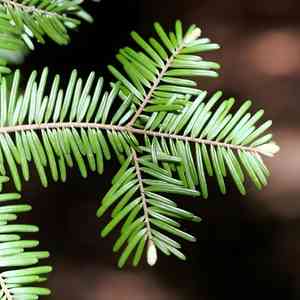 Norway spruce(Picea abies)