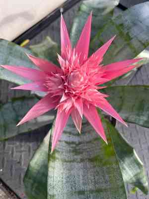 Urn plant(Aechmea fasciata)