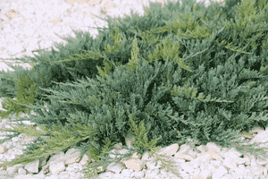 Creeping juniper(Juniperus horizontalis)