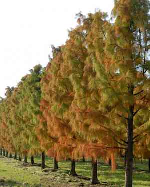 Bald cypress(Taxodium distichum)